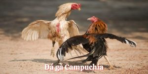 Đá gà Campuchia