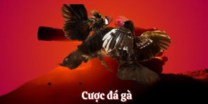 Cược đá gà tại nhà cái Xibet